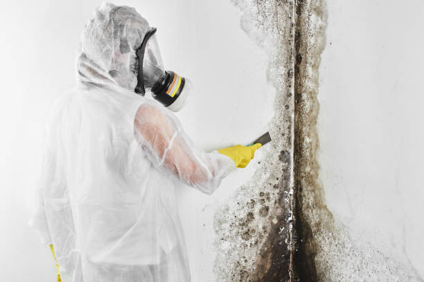 Best Attic Mold Remediation in Cridersville, OH