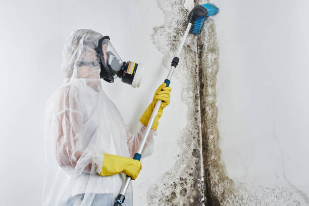 Best Mold Remediation for Specific Building Types in Cridersville, OH