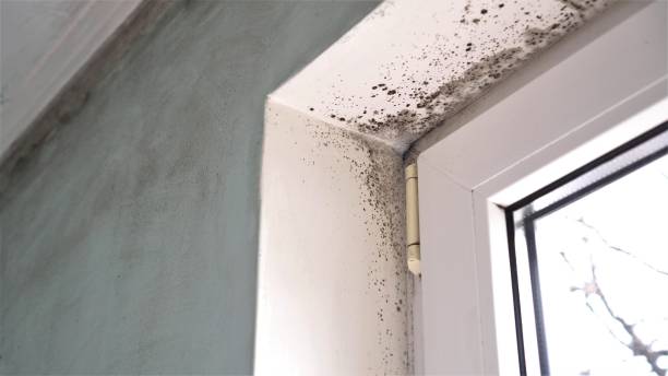 Best Crawl Space Mold Remediation in Cridersville, OH
