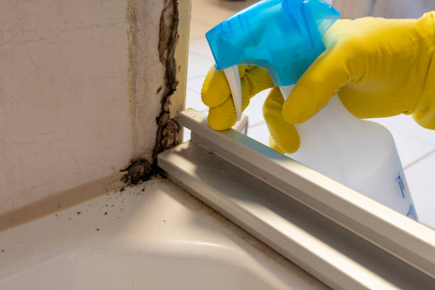 Best HVAC Mold Remediation in Cridersville, OH