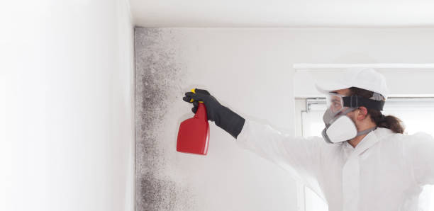 Best Preventive Mold Services in Cridersville, OH