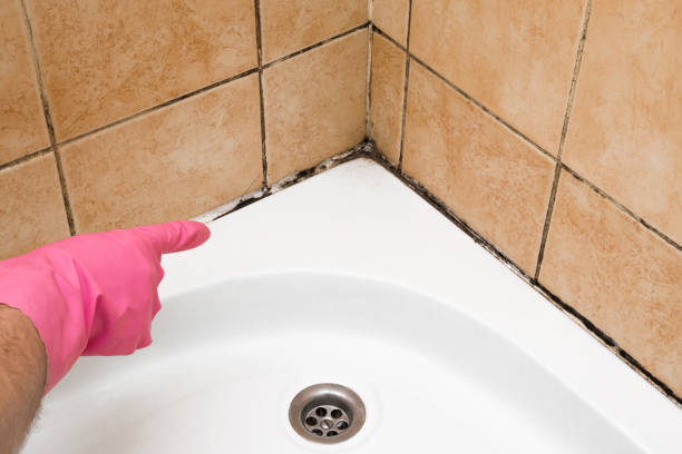 Best Commercial Mold Remediation in Cridersville, OH