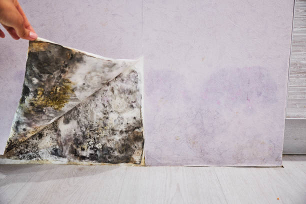 Best Health and Safety Mold Remediation in Cridersville, OH